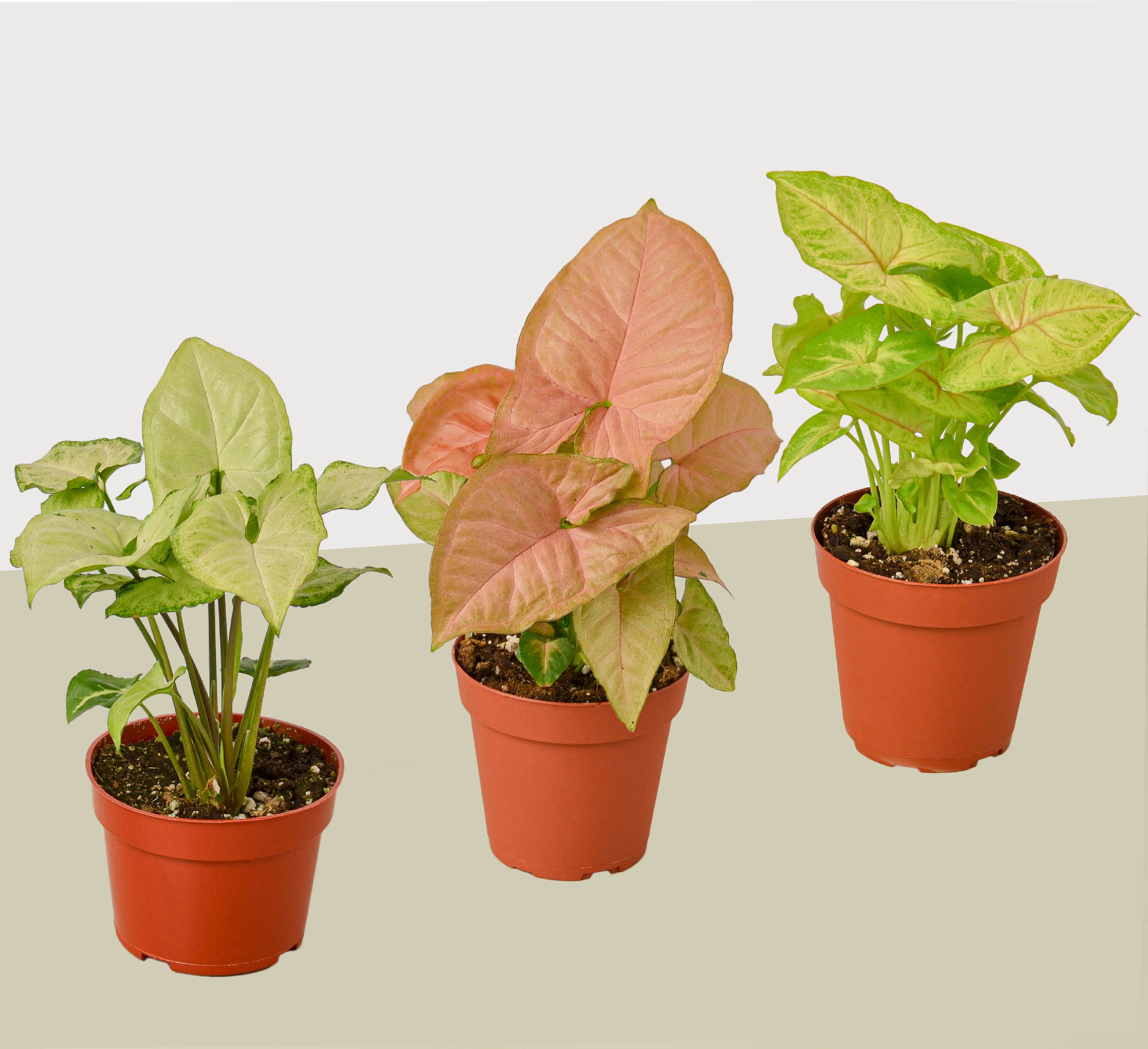 12+ Syngonium Care Comprehensive Syngonium Care Guide – Design Plant