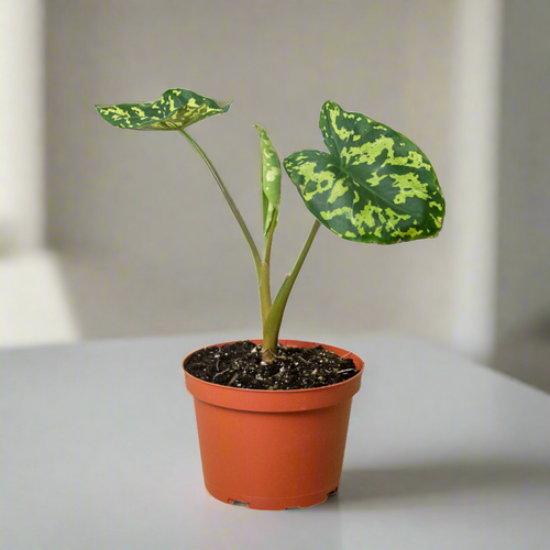 Camouflage Charm: Alocasia 'Hilo Beauty'