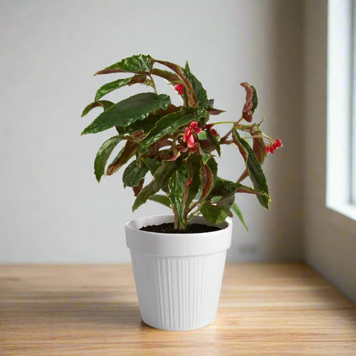 Begonia 'Miss Milly'