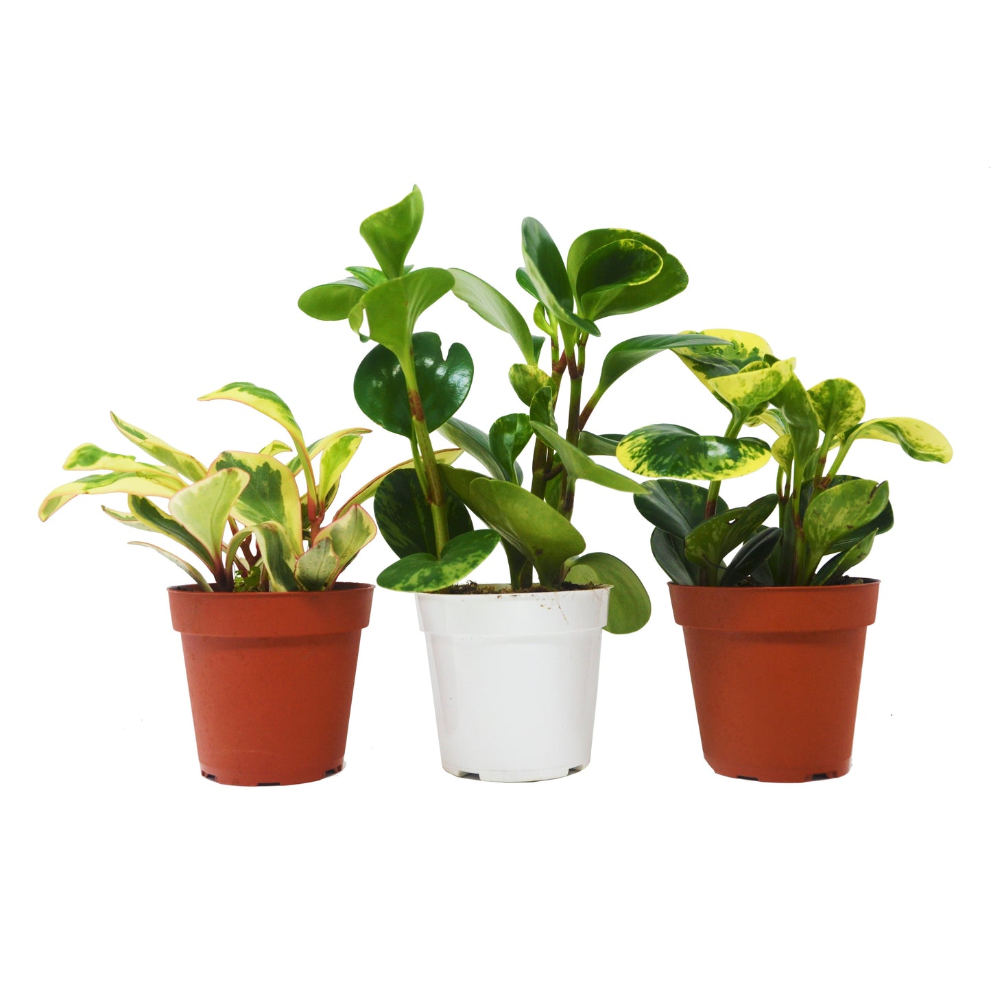 3 Different Peperomia Plants in 4" Pots - Baby Rubber Plants: Peppy Peperomia Trio