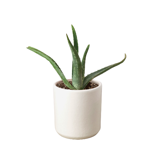 Miracle Plant: Aloe Vera - Green Healer: The Ultimate Low-Maintenance, Air-Purifying Succulent