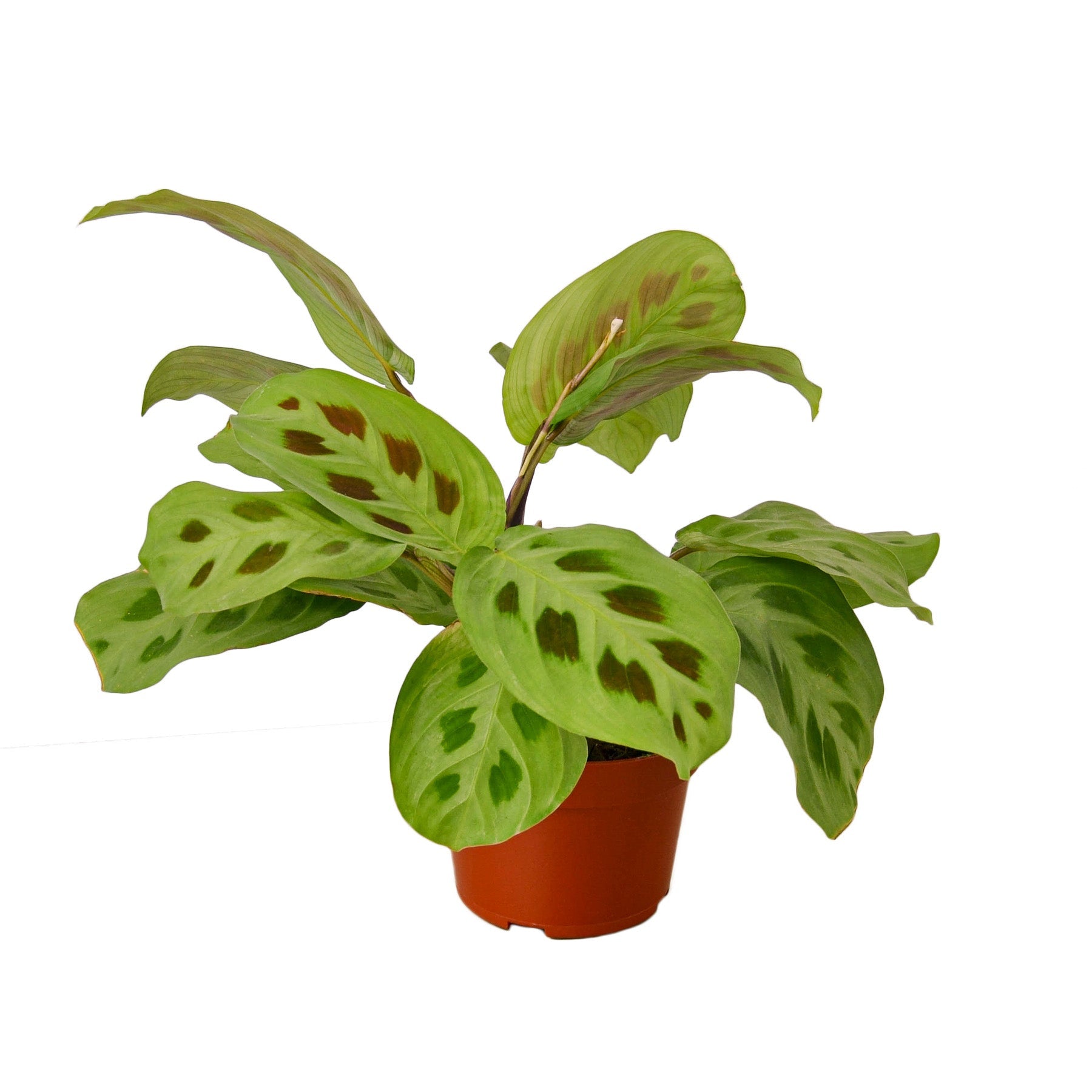 prayer plant open and close Maranta 'Leuconeura' - Intricately Patterned Prayer Plant