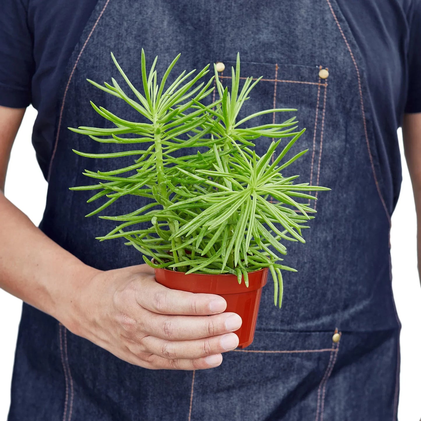 Succulent Senecio 'Himalayan' - Mountain Climber in a Pot: 4" Evergreen Succulent Houseplant