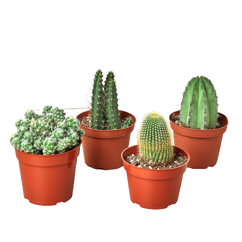 4 Cacti Variety Pack - Easy Care, Sun-Loving Succulents in 4.0" Pots
