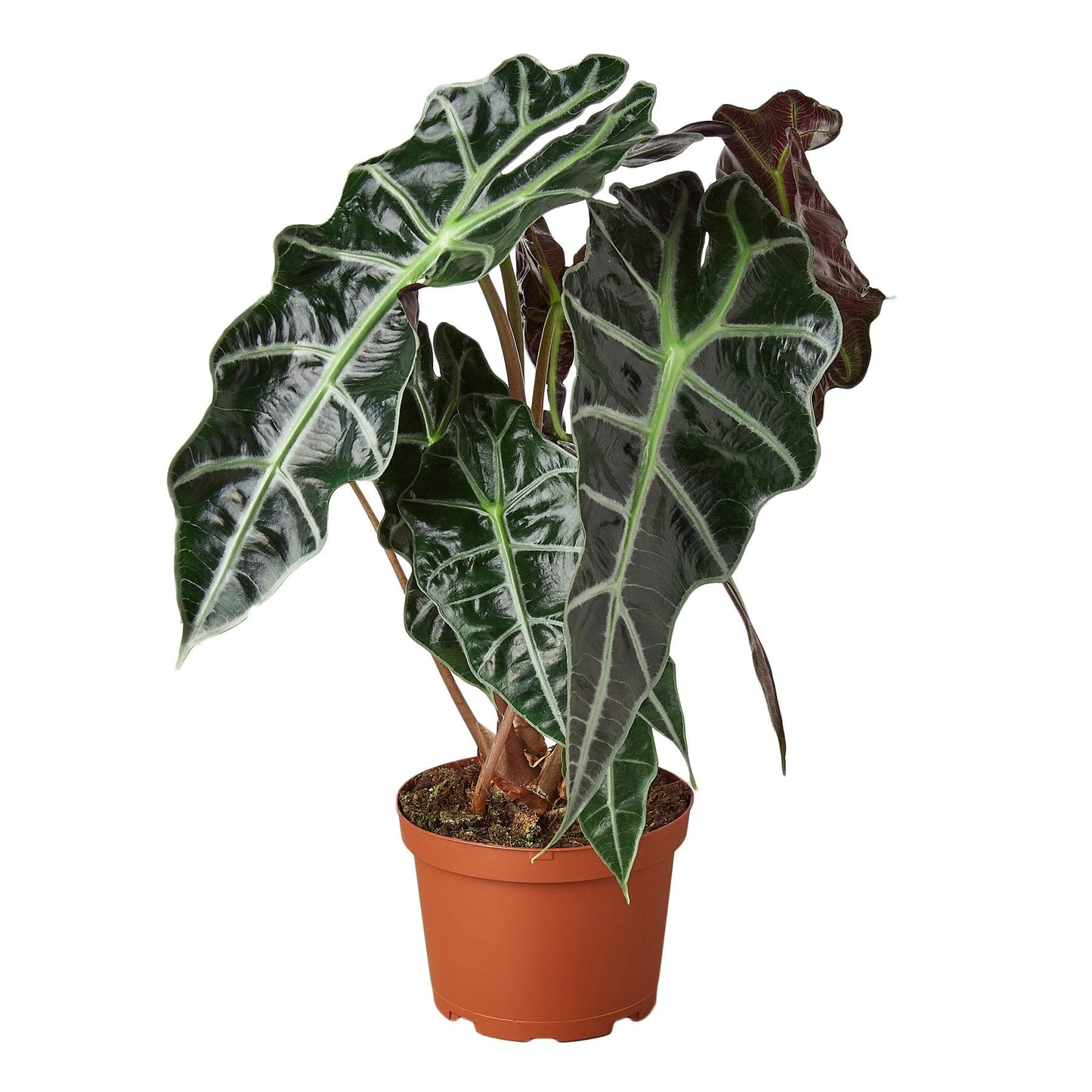 Alien Elegance: Alocasia Polly 'African Mask' - Exotic Indoor Plant with Striking Veined Leaves