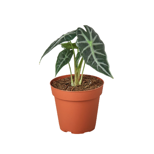 Alocasia Amazonica 'Bambino' - Tiny Tropic Monarch: Exotic Indoor Plant with Arrowhead Leaves and White Veins