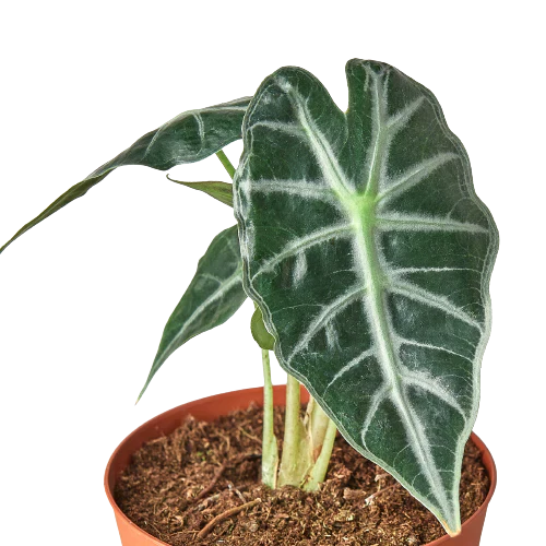 Alocasia Amazonica 'Bambino' - Tiny Tropic Monarch: Exotic Indoor Plant with Arrowhead Leaves and White Veins