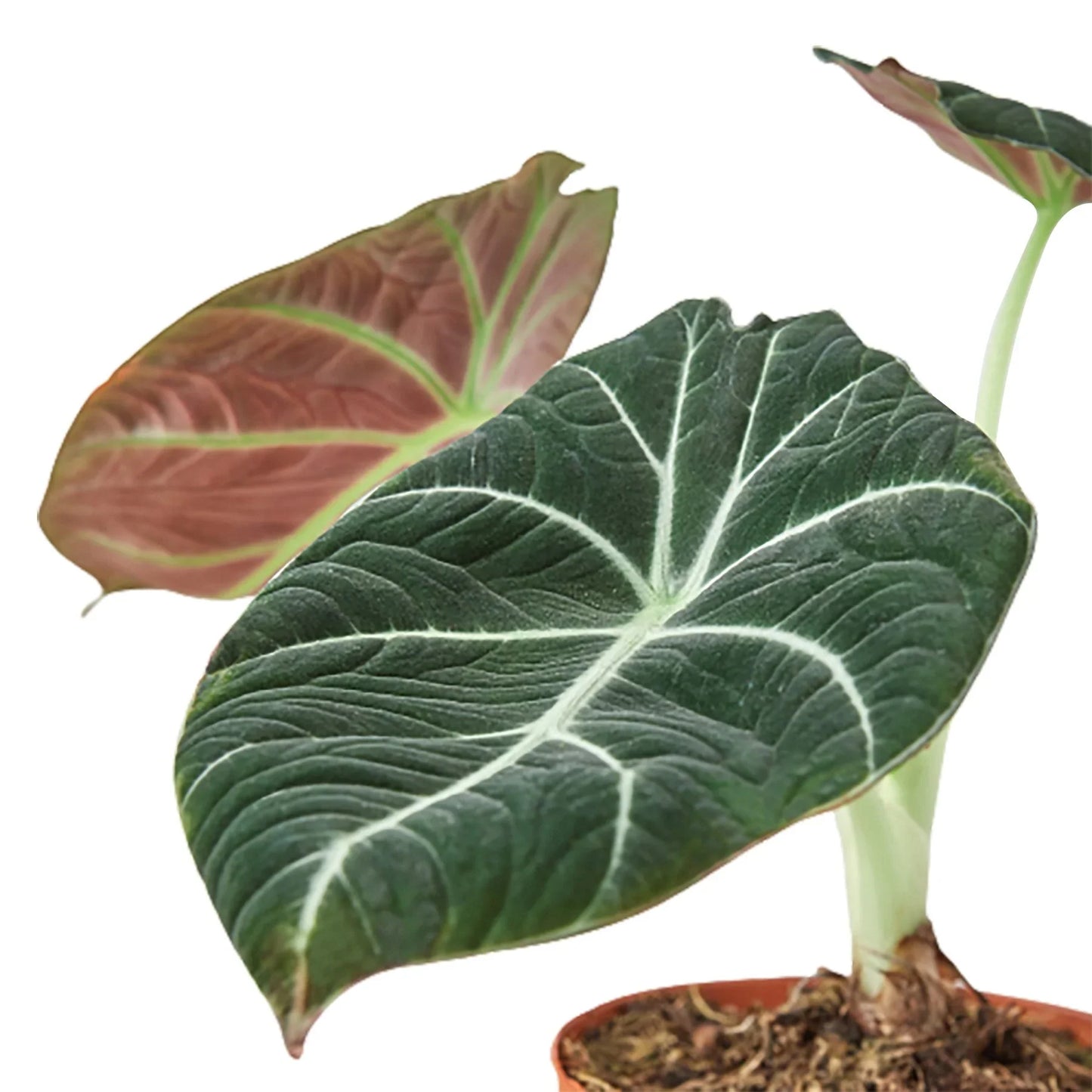 Alocasia Reginula 'Black Velvet' - Gothic Glam: Unique Alien Leaves, Challenging Care Houseplant