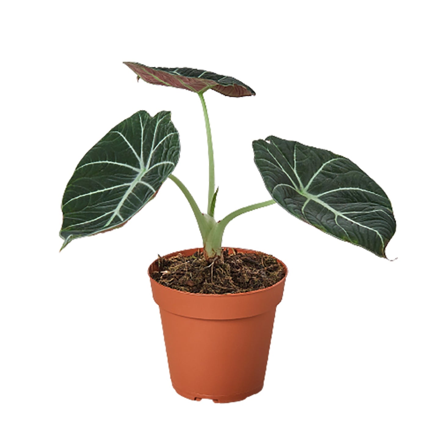 Alocasia Reginula 'Black Velvet' - Gothic Glam: Unique Alien Leaves, Challenging Care Houseplant