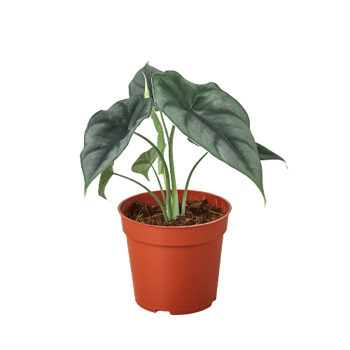 Alocasia Amazonica 'Reversa' - Jungle Rebel: Unique Arrowhead Leaf Houseplant, Bright Indirect Sunlight, Tropical Vibes