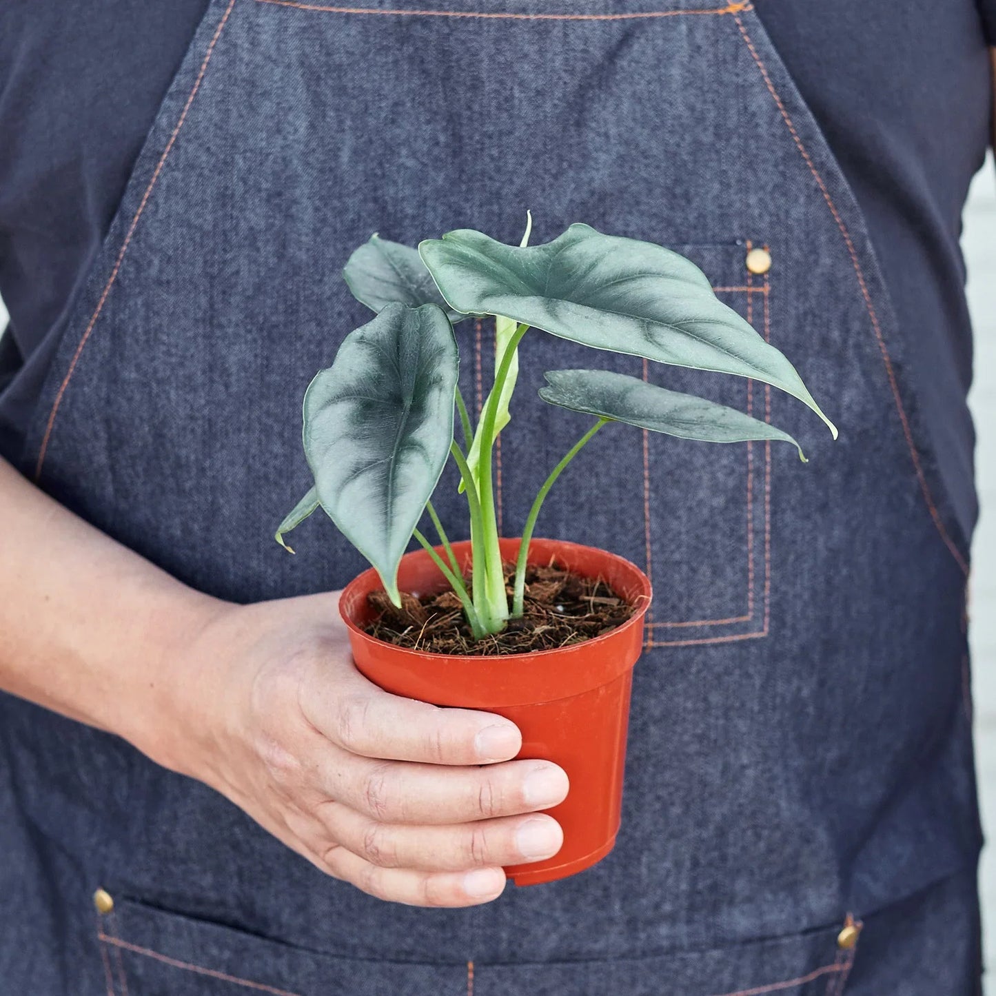 Alocasia Amazonica 'Reversa' - Jungle Rebel: Unique Arrowhead Leaf Houseplant, Bright Indirect Sunlight, Tropical Vibes