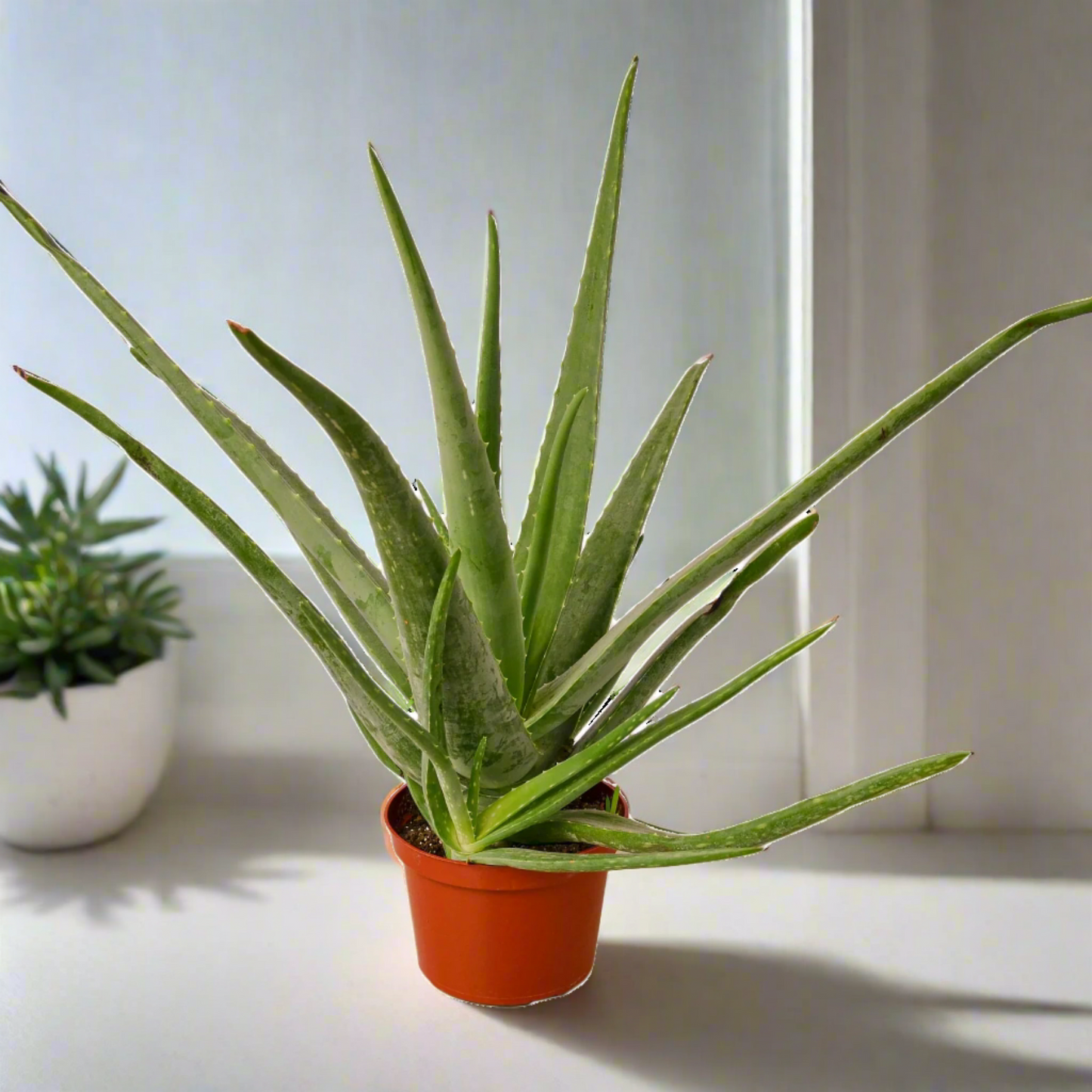 Miracle Plant: Aloe Vera - Green Healer: The Ultimate Low-Maintenance, Air-Purifying Succulent