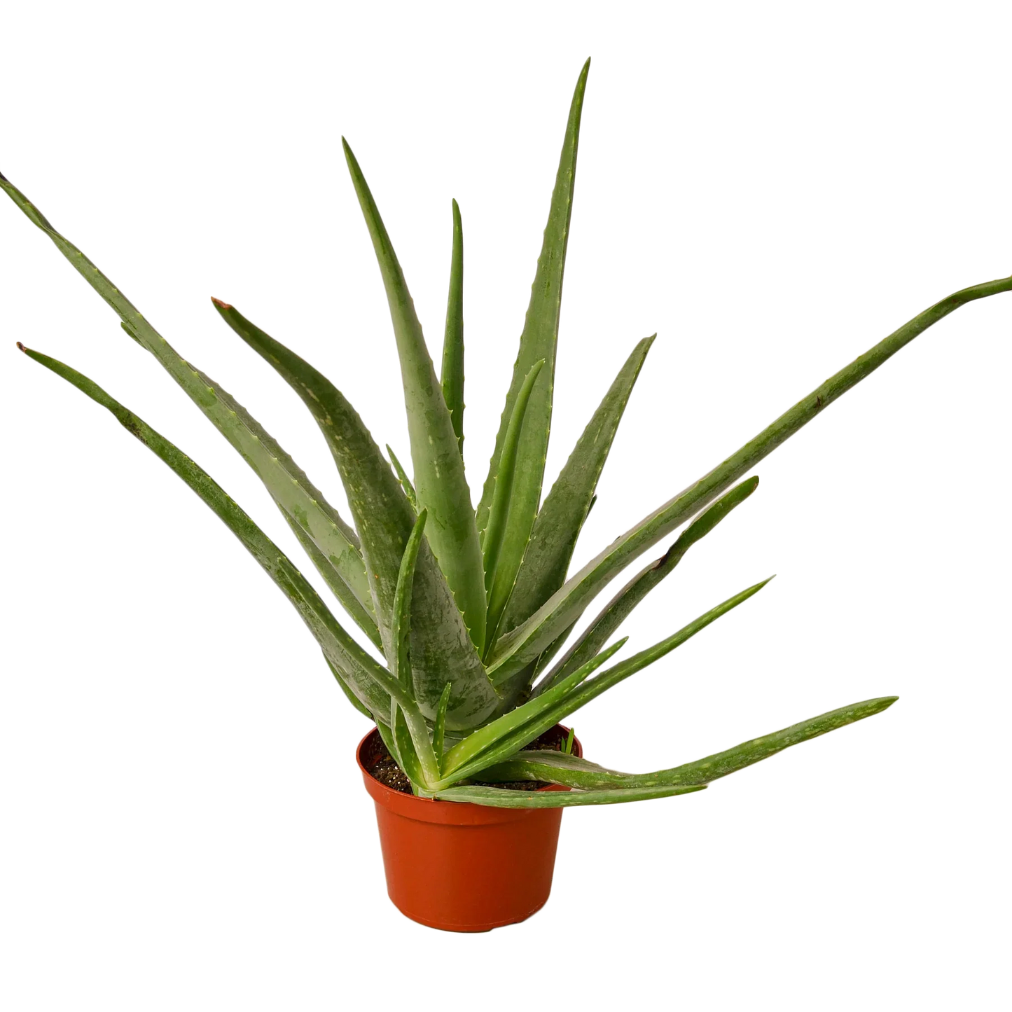 Miracle Plant: Aloe Vera - Green Healer: The Ultimate Low-Maintenance, Air-Purifying Succulent