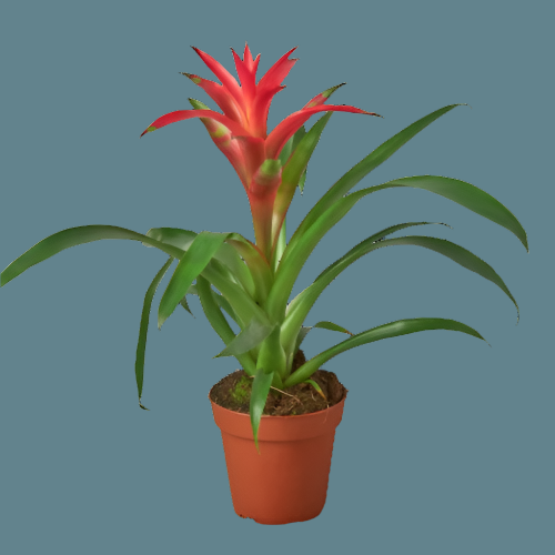 Bromeliad Guzmania 'Pink' - Pink Pop of Paradise: Colorful Indoor Houseplant in 4" Pot