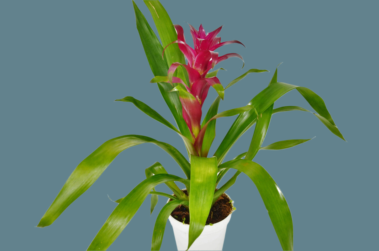 Bromeliad Guzmania 'Purple' - 4" Pot - Purple Majesty: Exotic & Vibrant Indoor Houseplant