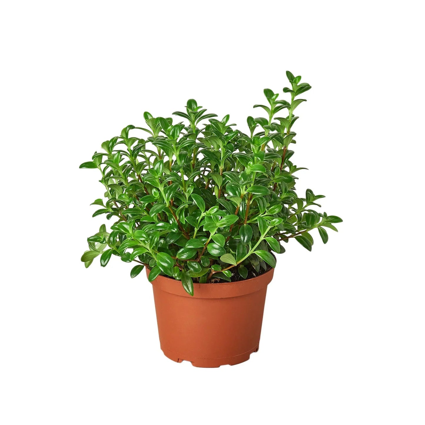 Nematanthus Candy Corn Plant 'Brazilian Firecracker' - Carnival in a Pot: Unique Trailing Houseplant