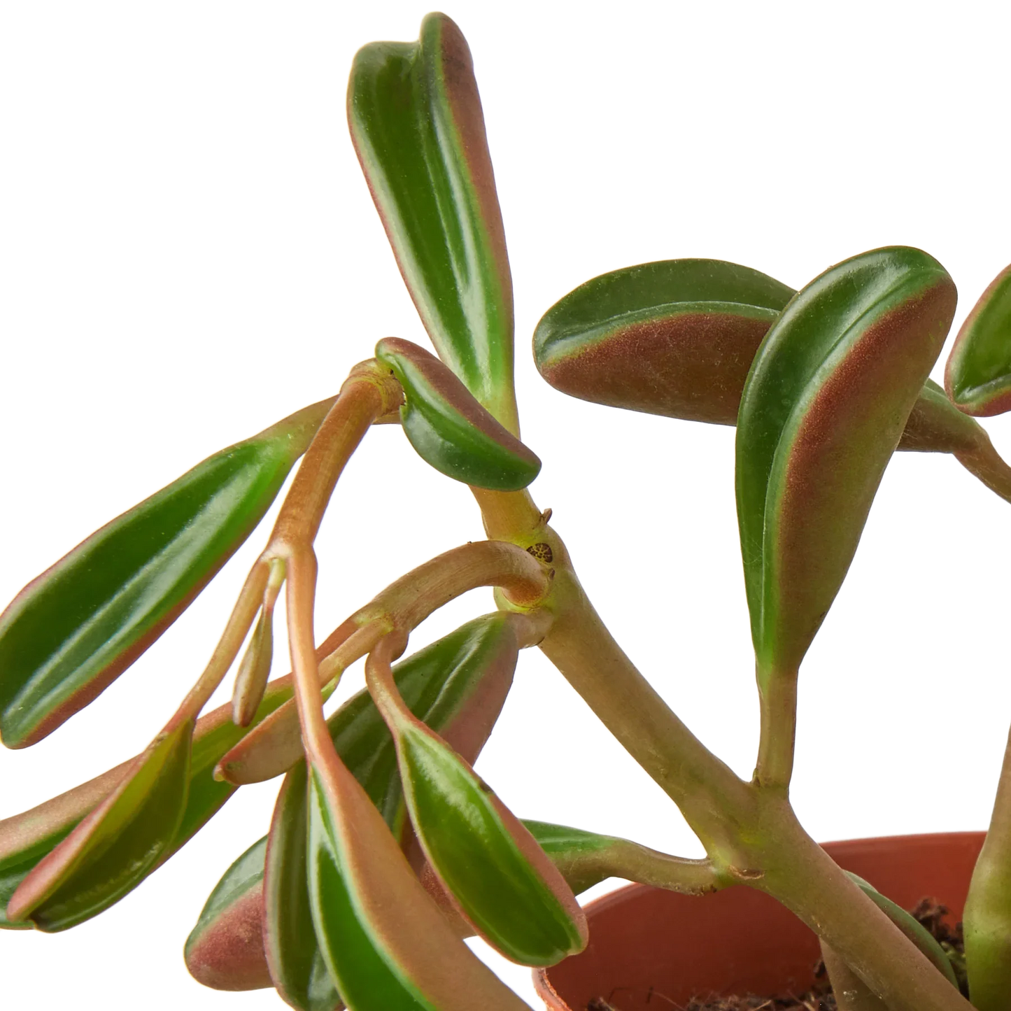 Peperomia 'Ruby Glow' - Ruby's Radiance: Easy-Care Succulent with Striking Foliage