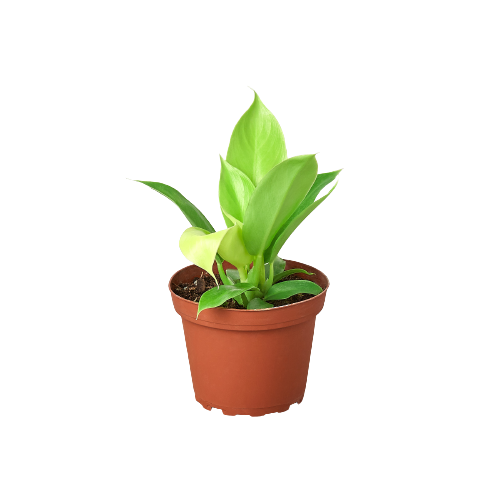 moonlight air plant Philodendron 'Moonlight'