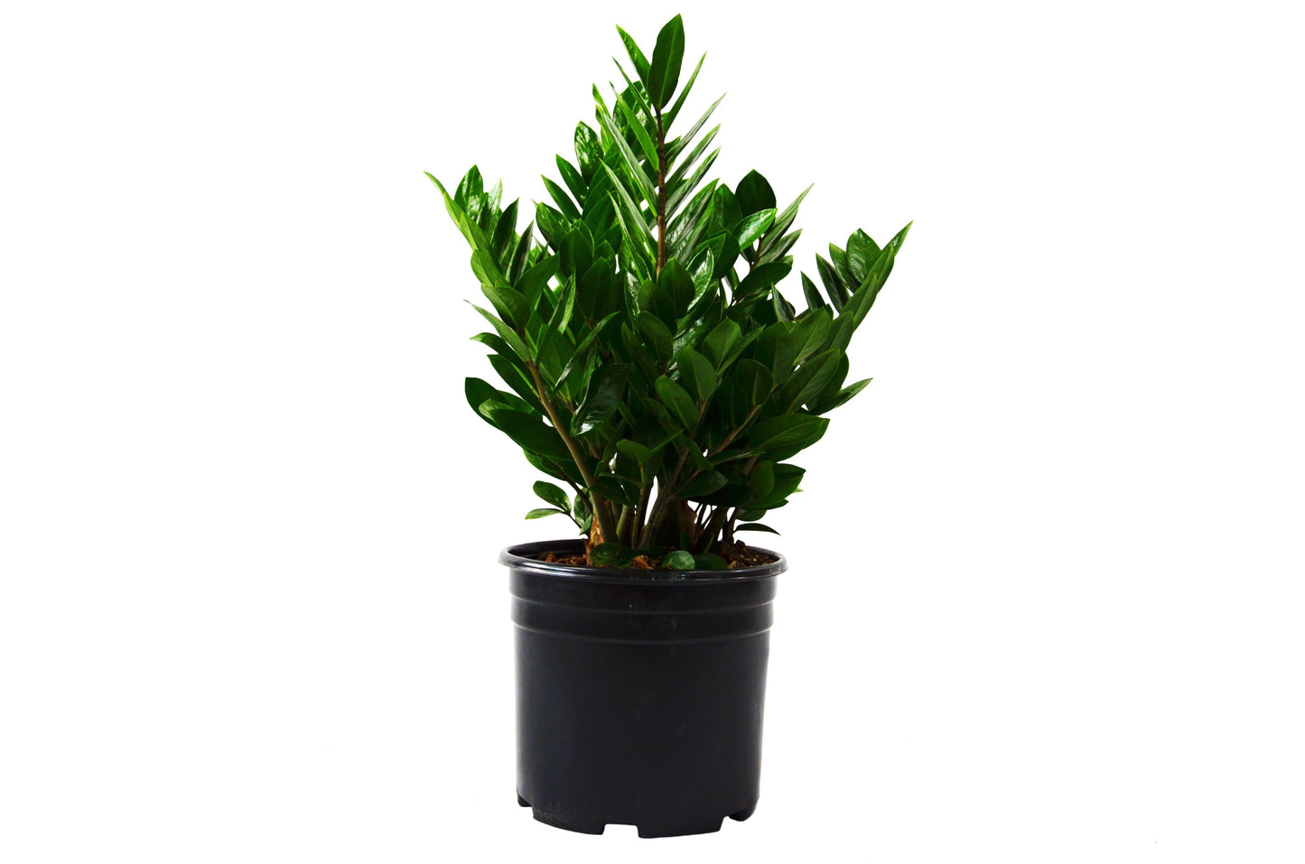 Zamioculcas Zamiifolia ZZ - The ZZ Topper: 10" Pot, Low Maintenance, Drought Tolerant, Stylish Houseplant