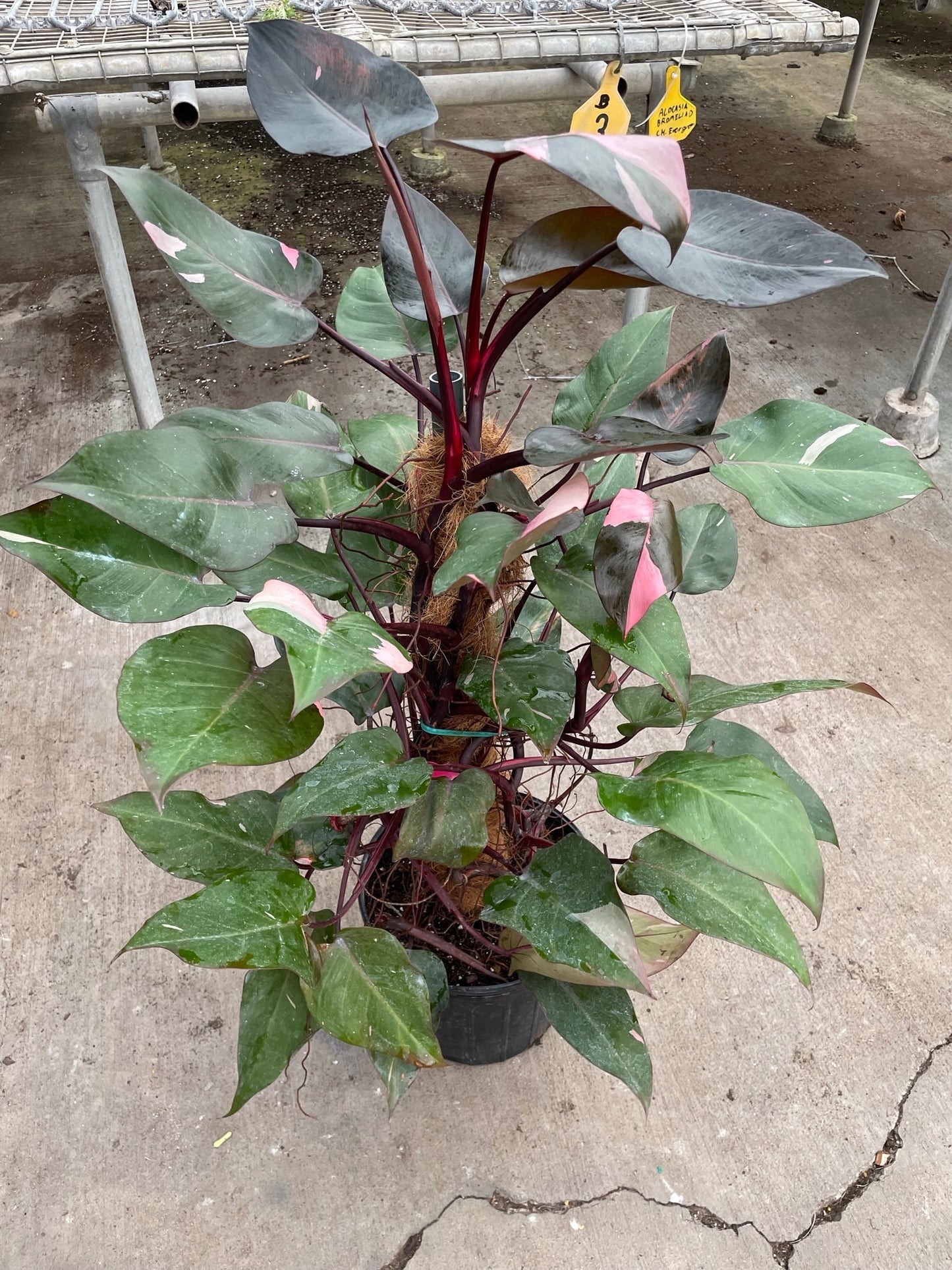 Philodendron 'Pink Princess' - Rare Princess Pink: Stunning 10" Potted Houseplant for Local Pickup ONLY