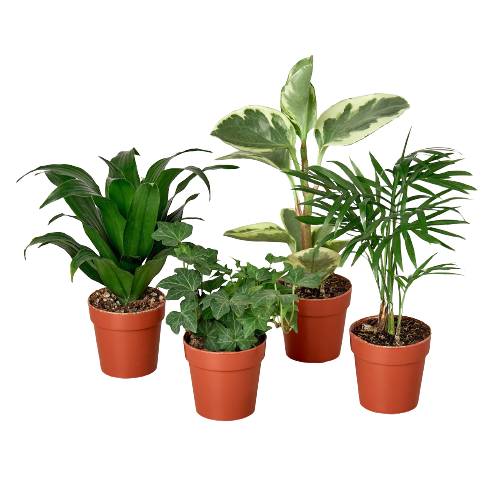 2" Tropical Plant Variety Bundle - Tropical Tiny Treasures: Beginner-Friendly Houseplant Collection