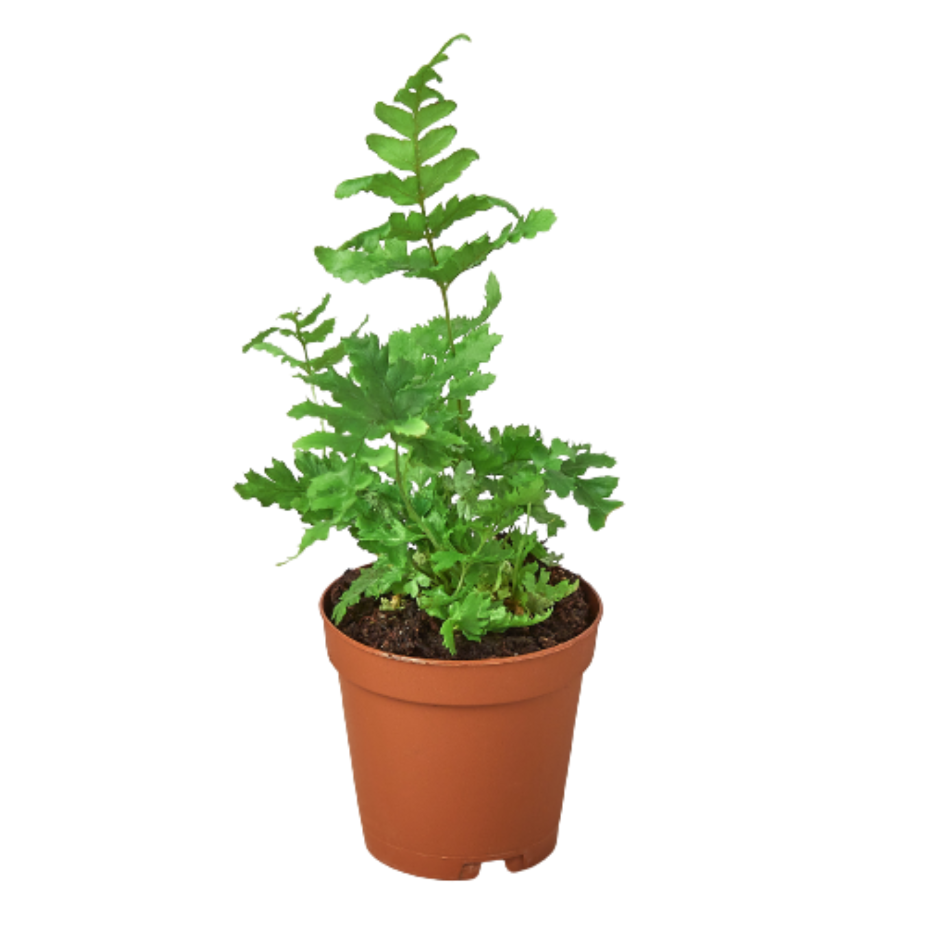 Lush 'Autumn' Fern in Decorative Terracotta Pot