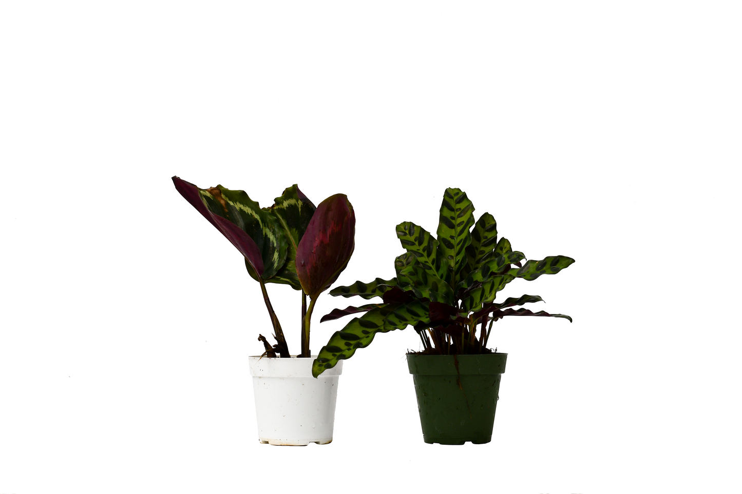 2 Calathea Plants Variety Pack in 4" Pots - The Two Calathea Tango