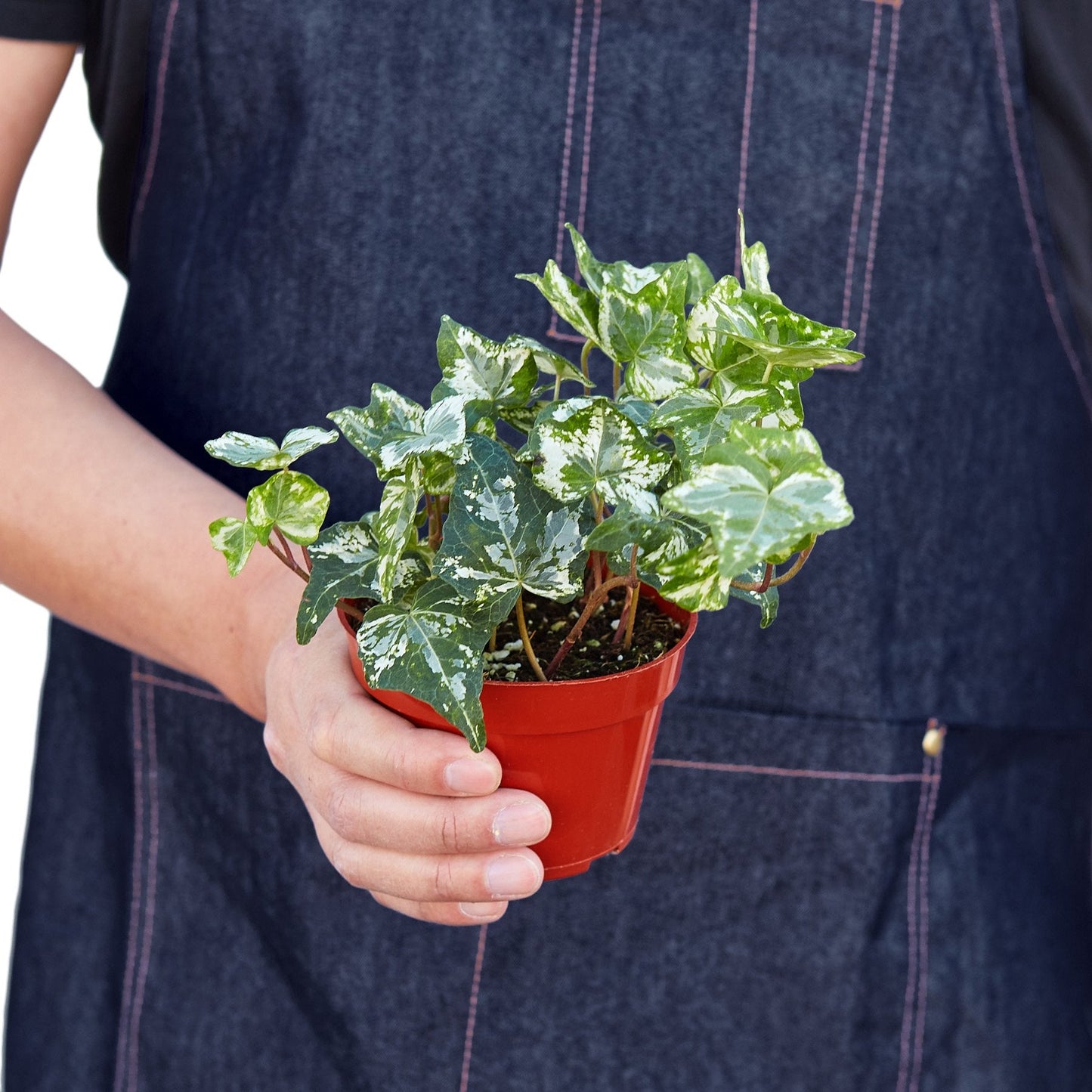 English Ivy 'Kolibre' - Kolibre Charm: Fast-Growing Variegated Ground Cover & Screening Plant