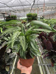 Calathea 'Vittata' - The Striped Diva: Vibrant Peacock Plant for Indoor Spaces