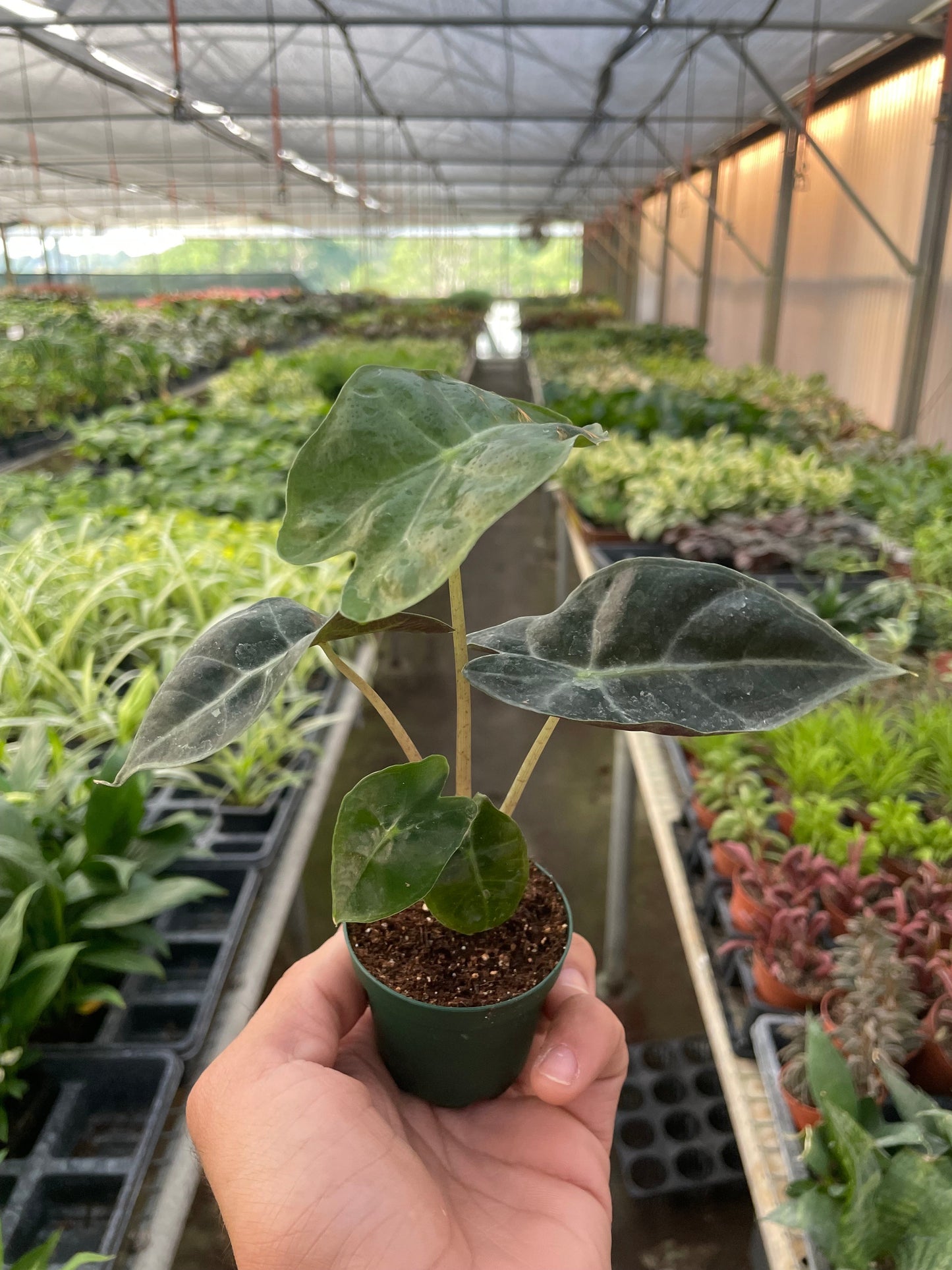 Alien Elegance: Alocasia Polly 'African Mask' - Exotic Indoor Plant with Striking Veined Leaves
