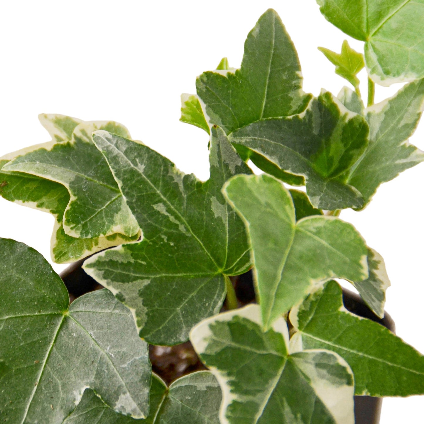 English Ivy 'Glacier' - Frosty Fronds: Fast-Growing, Easy-Care Vining Plant for Ground Cover or Arrangements