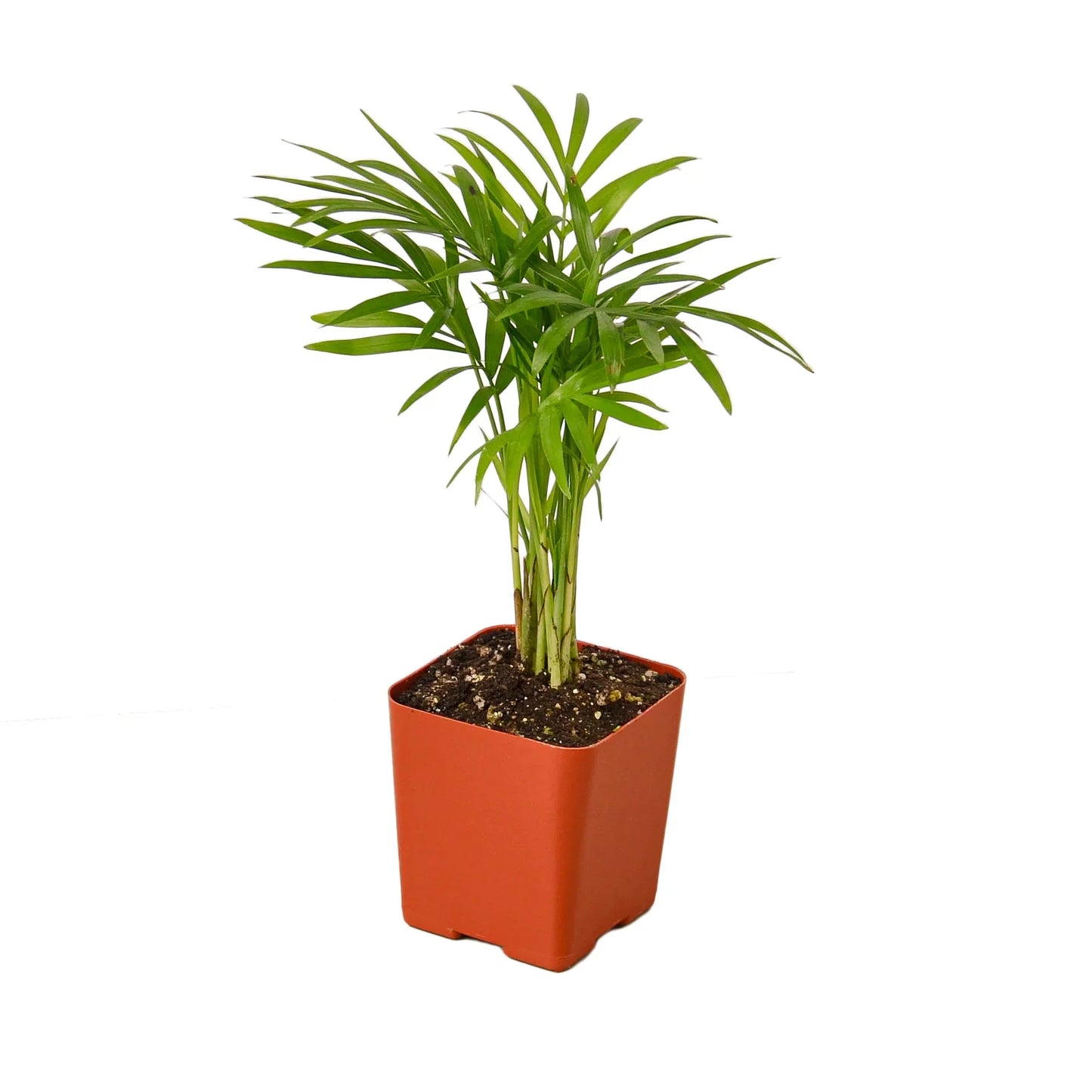 Parlor Palm - The Victorian Charmer: Low Light, Air-Purifying Indoor Plant