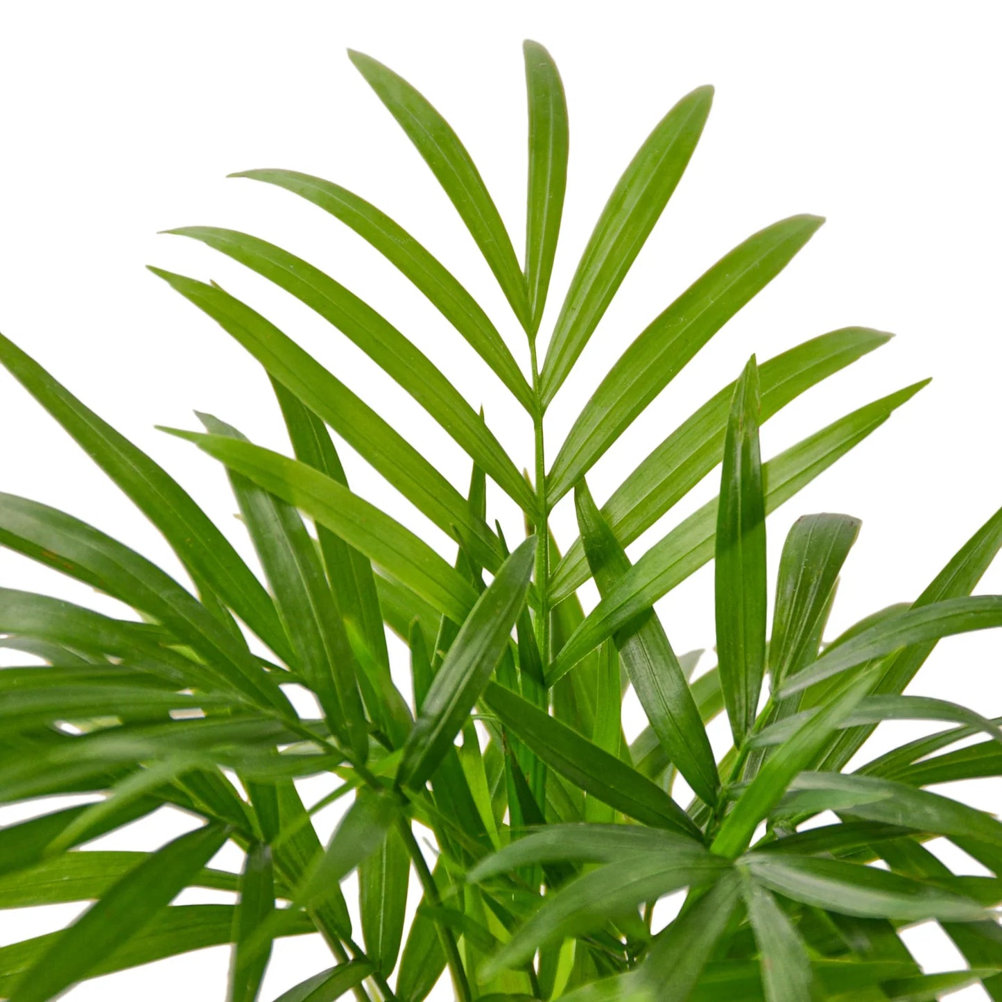 Parlor Palm - The Victorian Charmer: Low Light, Air-Purifying Indoor Plant