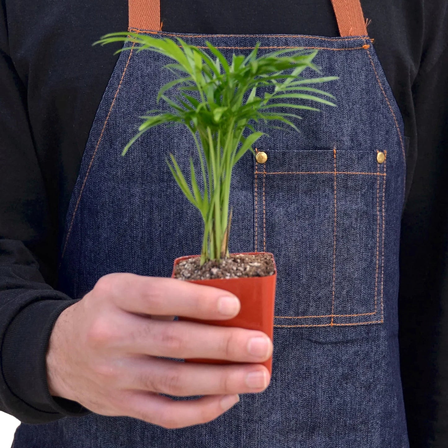 Parlor Palm - The Victorian Charmer: Low Light, Air-Purifying Indoor Plant