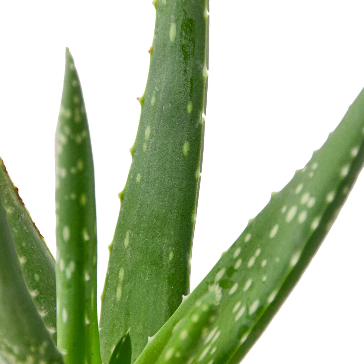 Miracle Plant: Aloe Vera - Green Healer: The Ultimate Low-Maintenance, Air-Purifying Succulent
