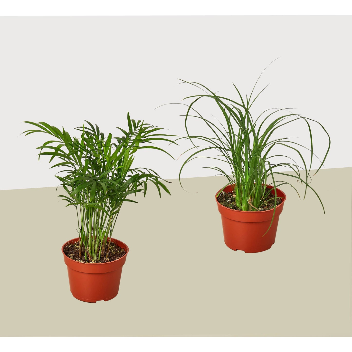 2 Palm Variety Pack / 4" Pots - Tropical Tag Team: Live Indoor House Plants