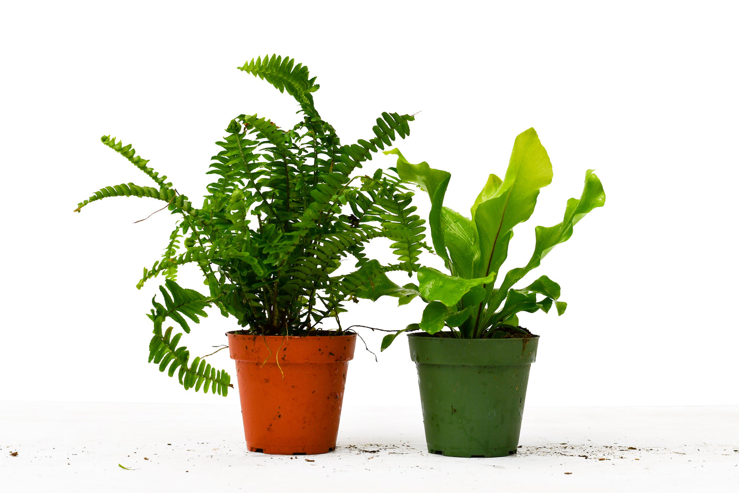 2 Fern Variety Pack - Fern-tastic Duo: Fresh Green Indoor Houseplants, 4" Pots