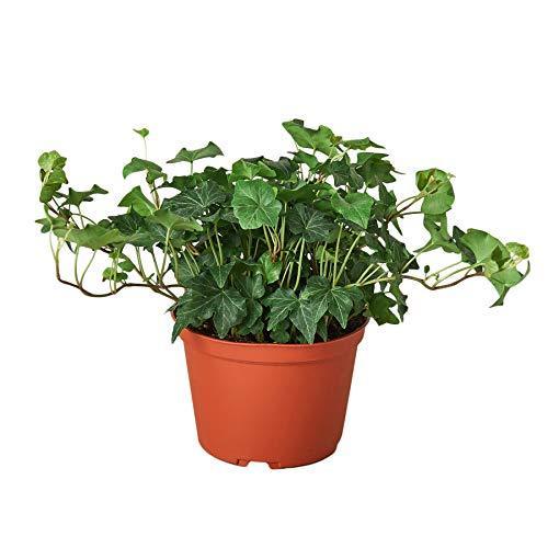 English Ivy 'Green California' - California Dreaming Green Machine: Fast-Growing Vining Plant