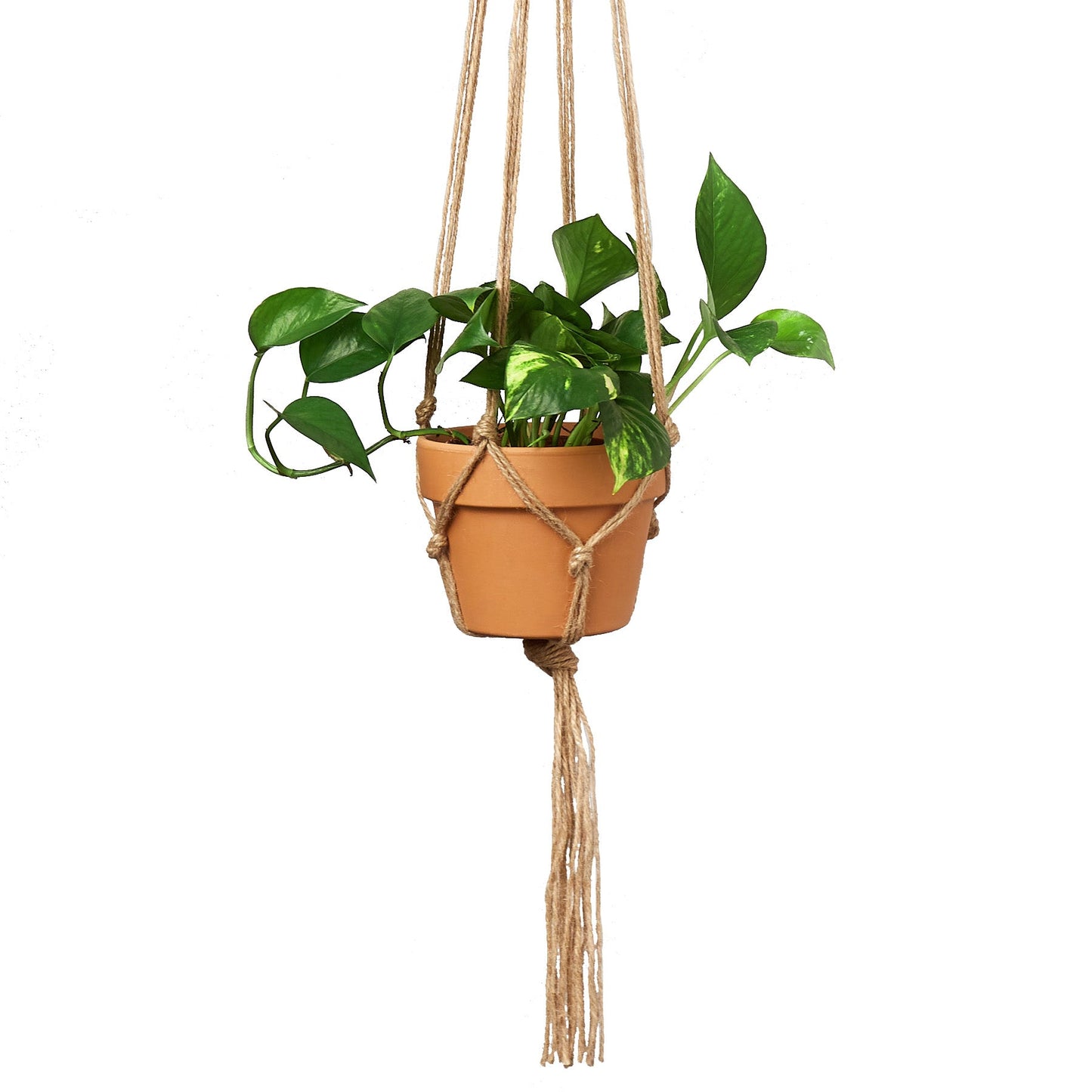 Macrame Hanger - Hanger Fun-Galore for 5-7 Inch Planters: Simple & Elegant Plant Display