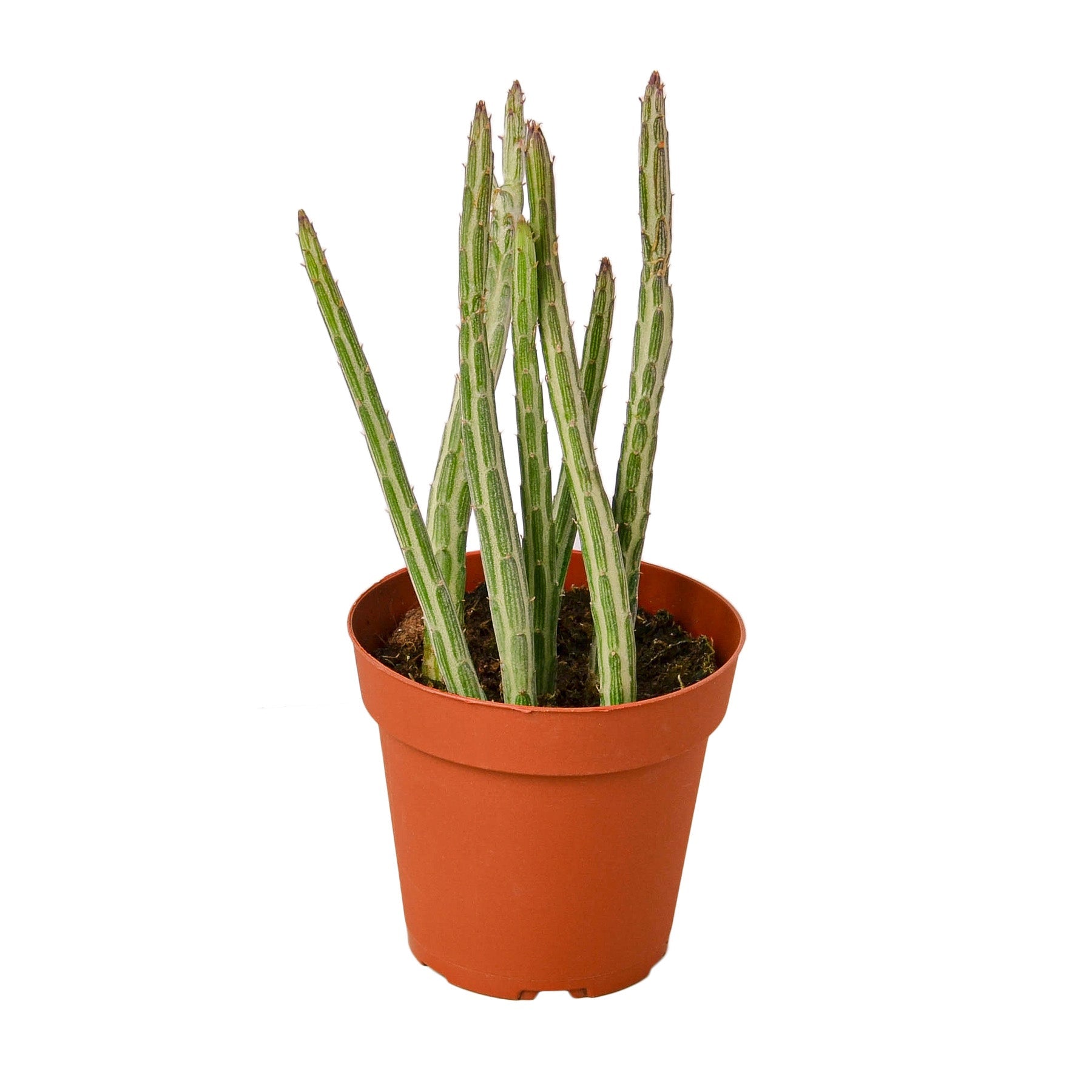 soft cactus succulent Senecio Stapeliiformis Pickle Plant