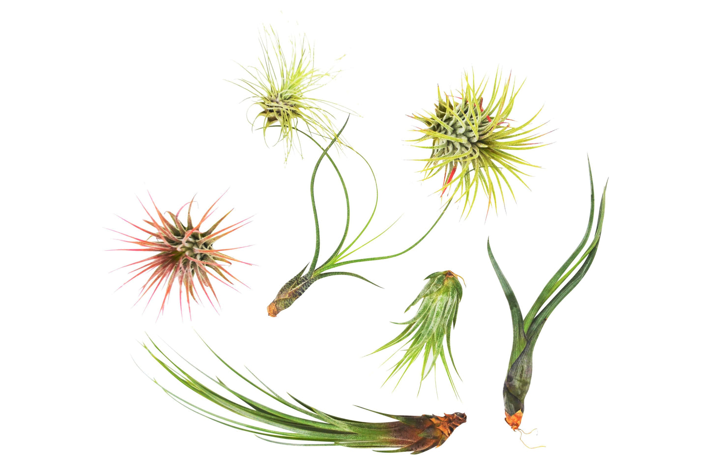 7 Air Plant Variety Pack - Tillandsias: Flying Green Squad - Fun, Quirky, and Easy-Care Plants
