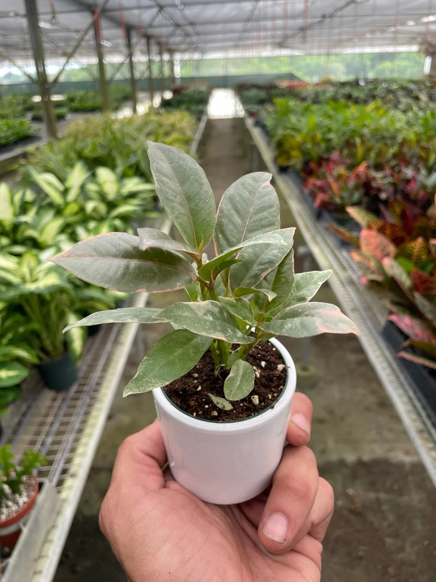 Ficus Elastica 'Tineke' - Tineke's Trendy Retreat: Stunning Variegated Rubber Plant
