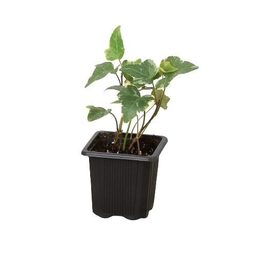 English Ivy 'Glacier' - Frosty Fronds: Fast-Growing, Easy-Care Vining Plant for Ground Cover or Arrangements