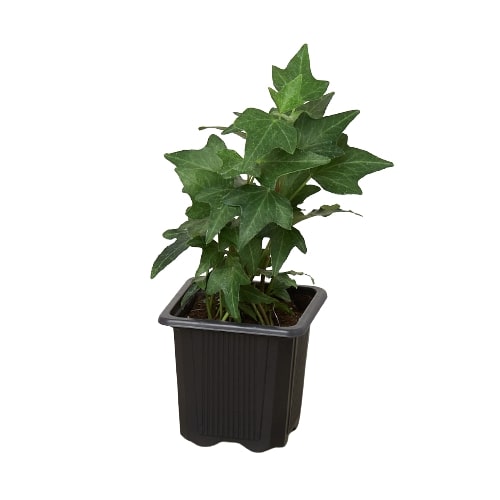 English Ivy 'Green California' - California Dreaming Green Machine: Fast-Growing Vining Plant