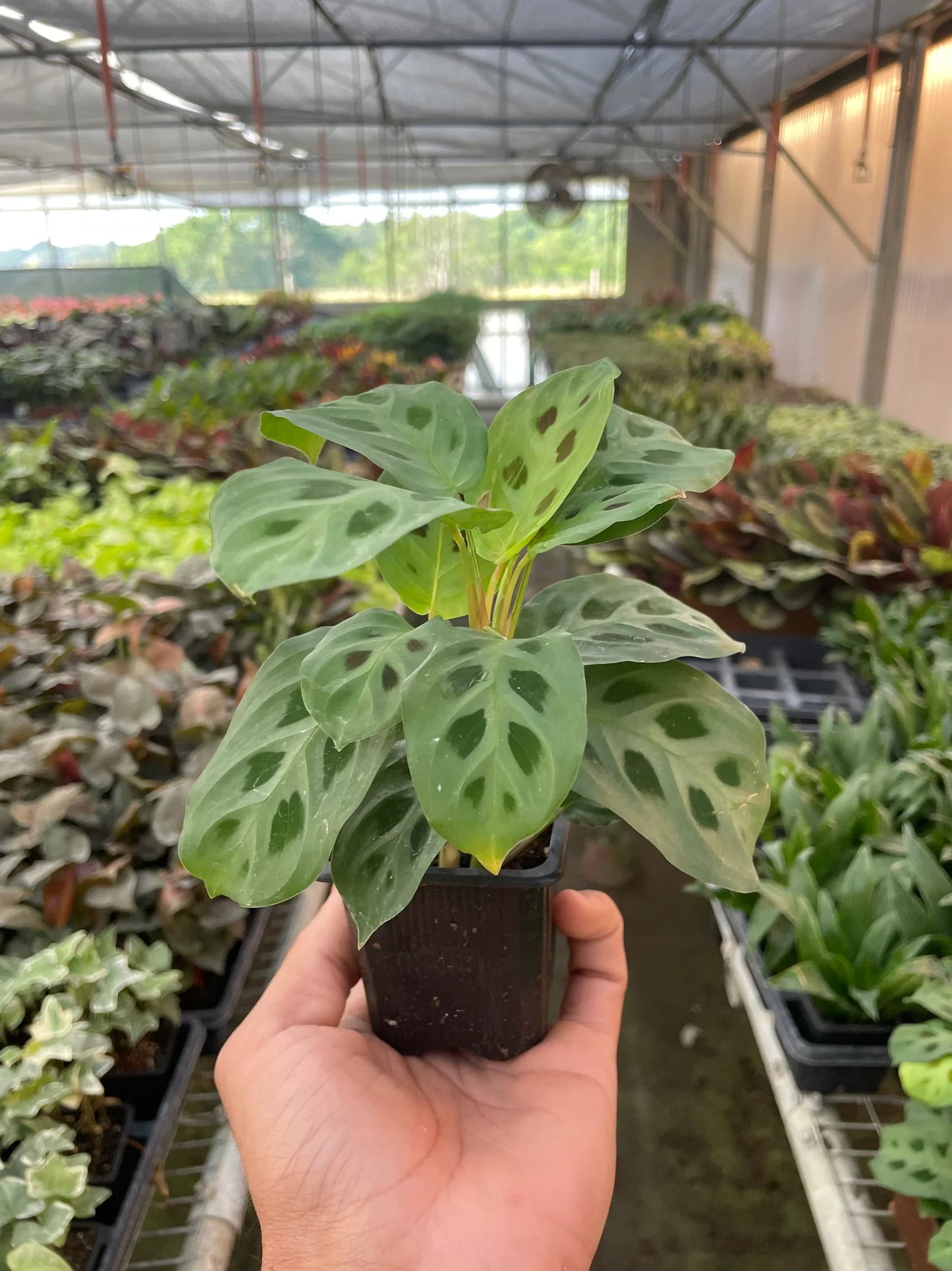 Maranta 'Leuconeura' - Prayerful Pose: Striking Houseplant with Intricate Symmetrical Patterns