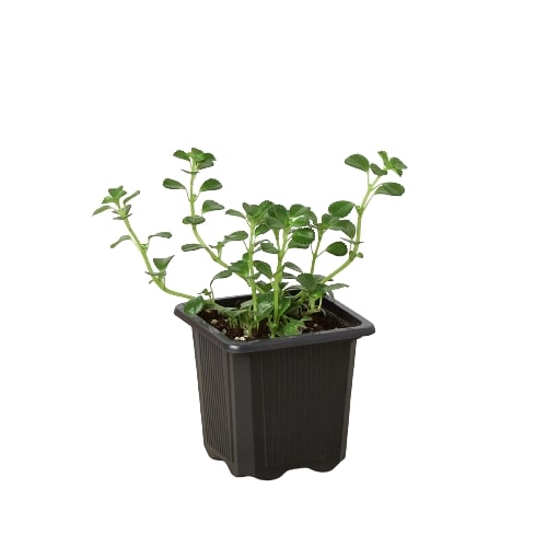 Nettle 'Baby's Tear' - Lil’ Green Carpet: Compact Evergreen Ground Cover Plant