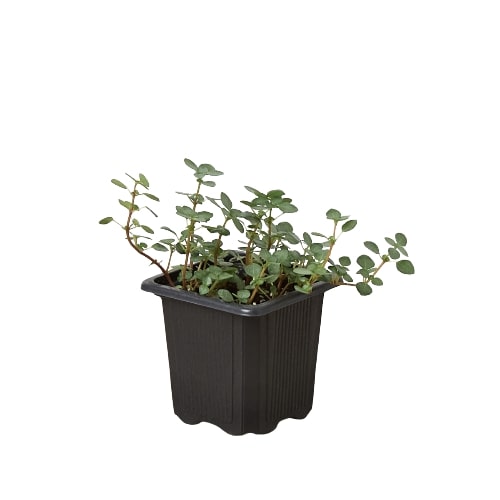 Nettle 'Silver Sparkle' - Glittery Guardian: Dazzling Variegated Foliage