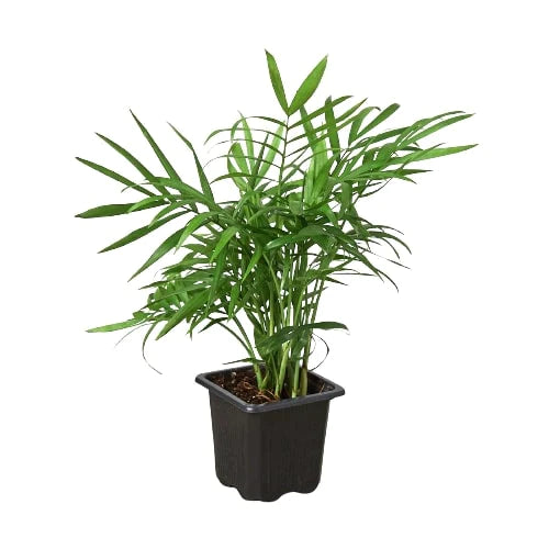 Parlor Palm - The Victorian Charmer: Low Light, Air-Purifying Indoor Plant