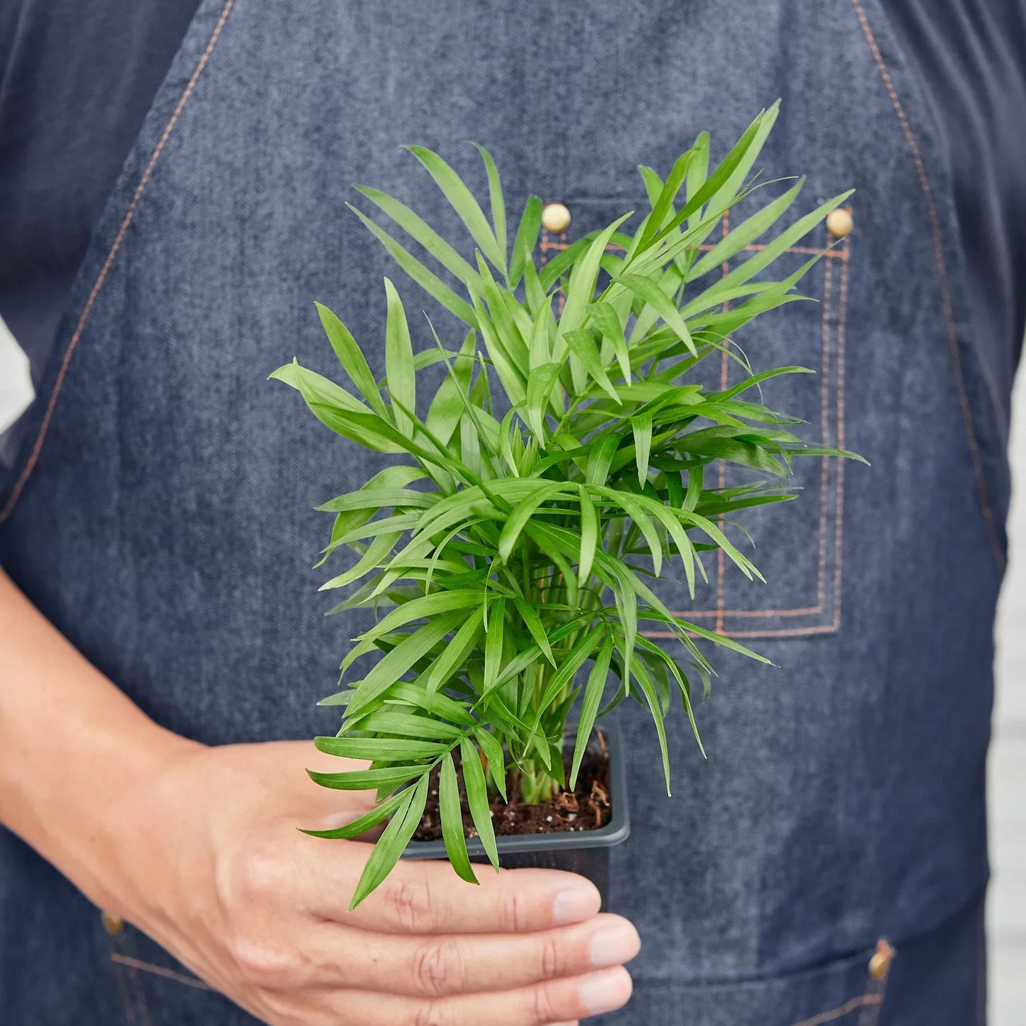 Parlor Palm - The Victorian Charmer: Low Light, Air-Purifying Indoor Plant