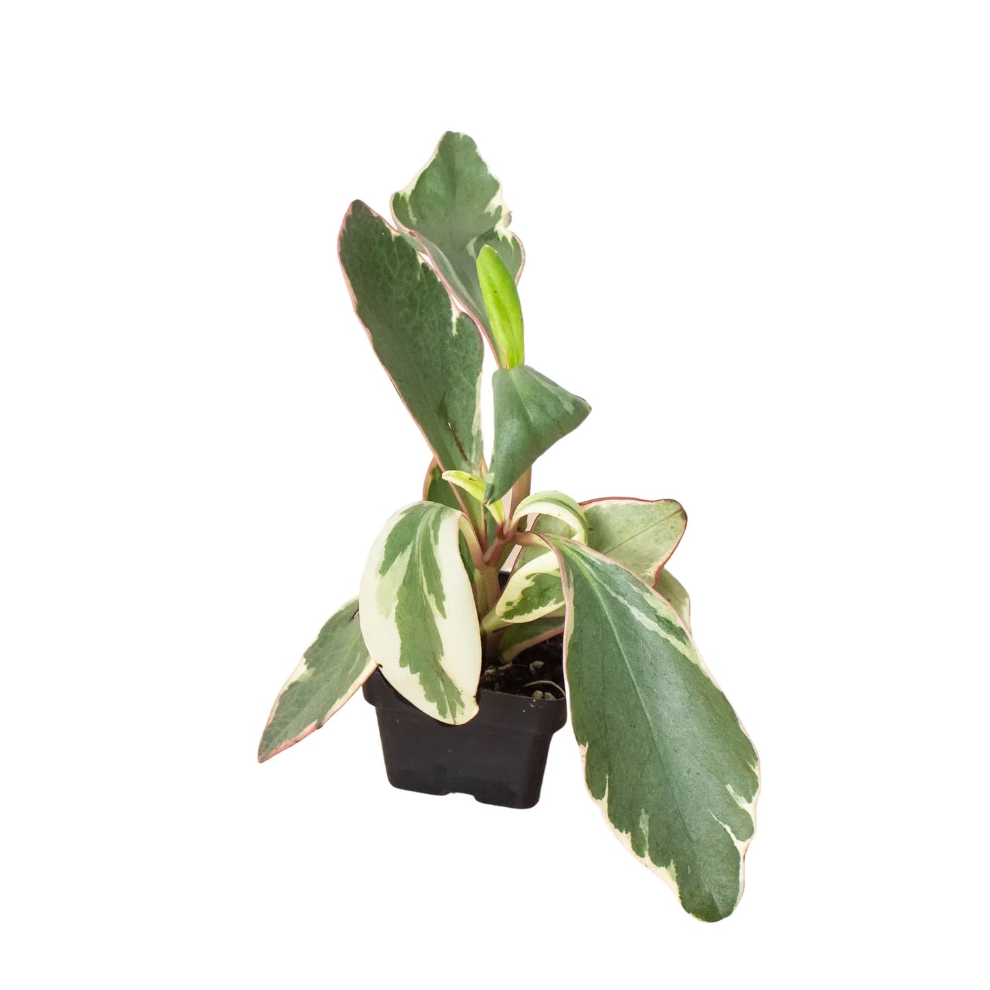 Peperomia 'Ginny' - Ginny in a Bottle: Low Maintenance Variegated Houseplant